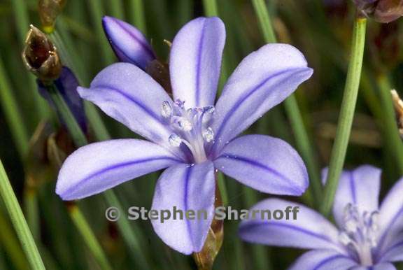 aphyllanthes monspeliensis 2 graphic